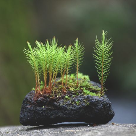 苔テラリウム 苔テラリウム専門サイト 道草michikusa 苔テラリウム 小さなコケの森 コケ商品の企画販売 ワークショップ