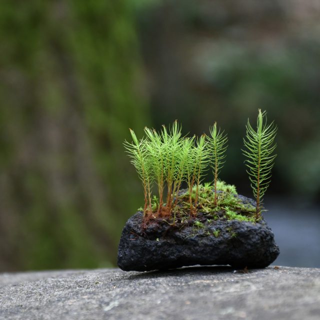 溶岩石着生苔石