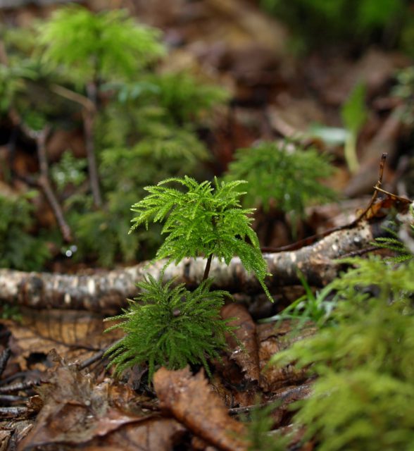 フジノマンネングサ