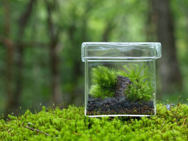 景色を作る苔テラリウム