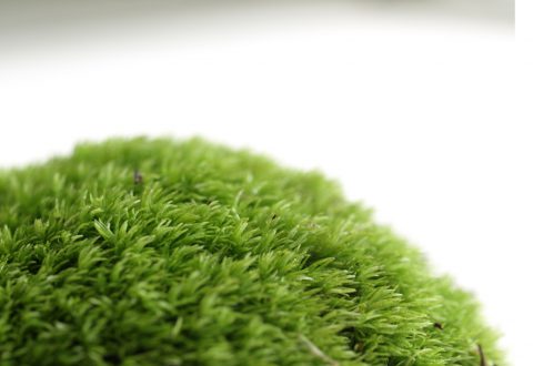 ホソバオキナゴケ