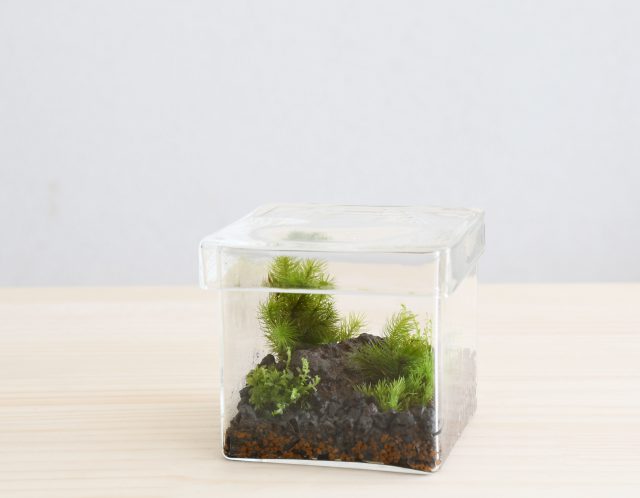 苔景BOX　Mサイズ