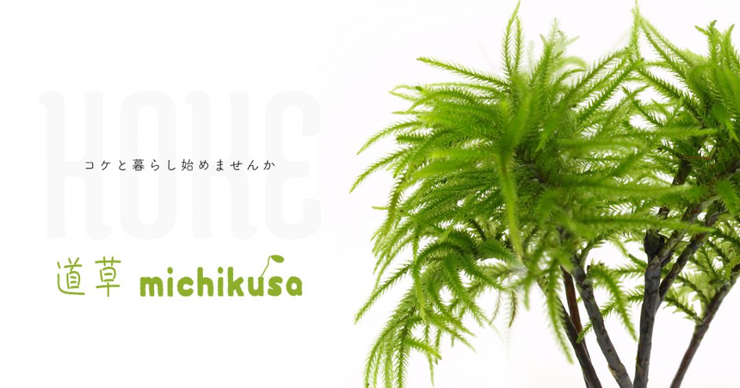 苔テラリウム専門サイト｜道草michikusa | 苔テラリウム 小さなコケの森／コケ商品の企画販売・ワークショップ