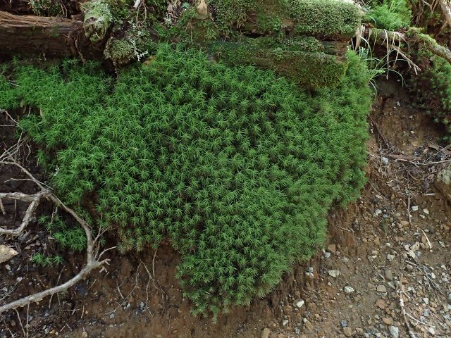 セイタカスギゴケ 苔テラリウム専門サイト 道草michikusa 苔テラリウム 小さなコケの森 コケ商品の企画販売 ワークショップ