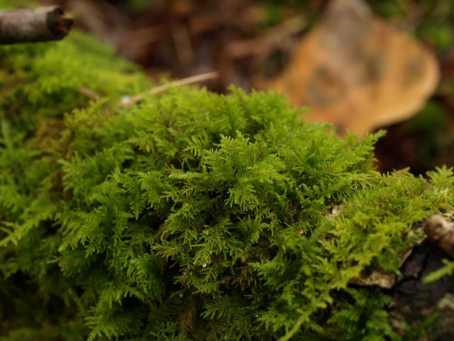 シノブゴケ 苔テラリウム専門サイト 道草michikusa 苔テラリウム 小さなコケの森 コケ商品の企画販売 ワークショップ