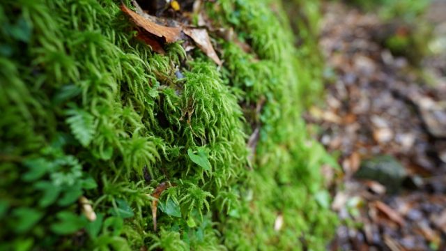 ミズゴケ自生