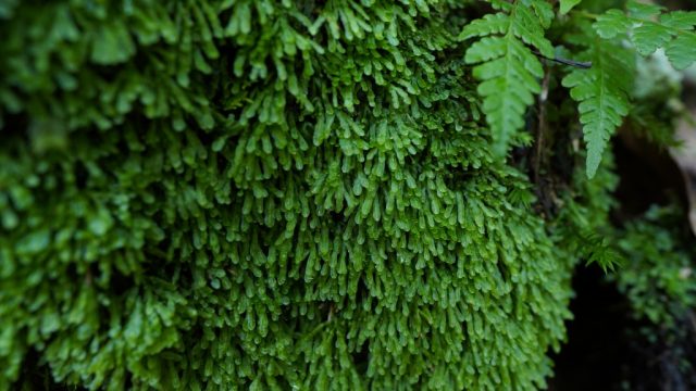 クモノスゴケ自生