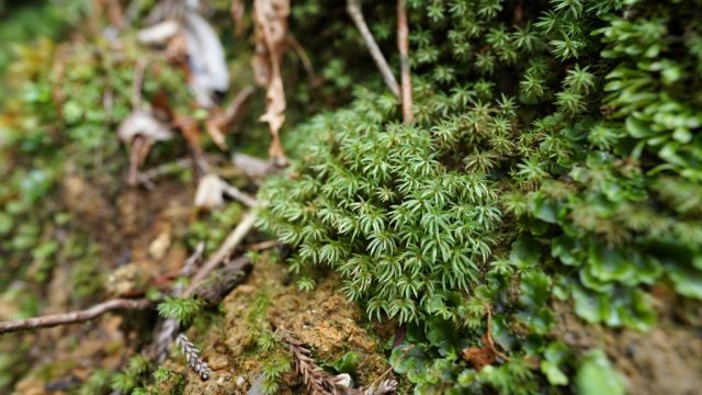 コスギゴケ自生