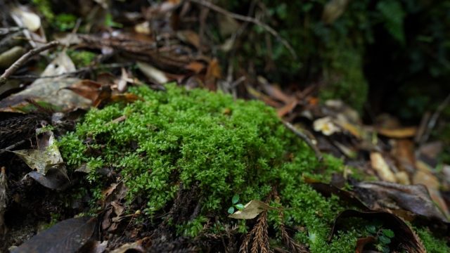 ツルチョウチンゴケ自生