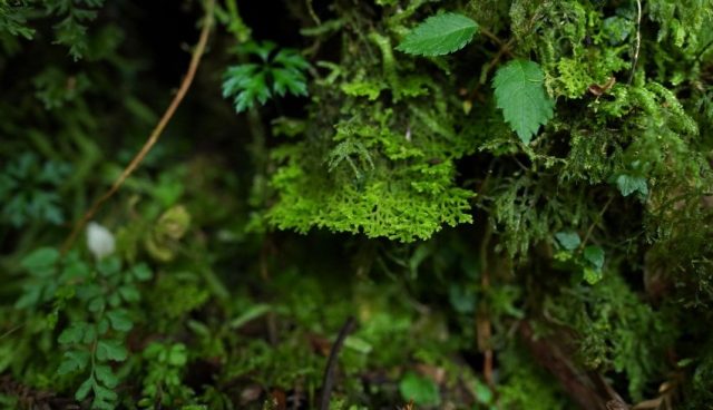 ムクムクゴケ自生