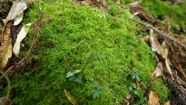 スギバゴケ自生