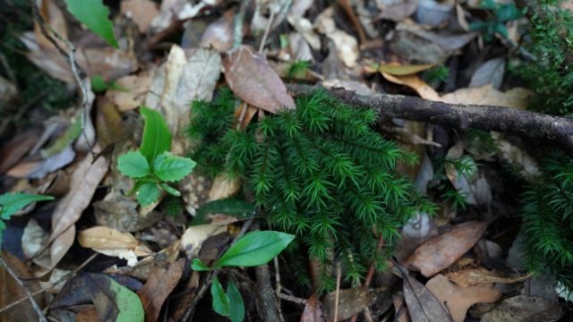 ホウライスギゴケ自生