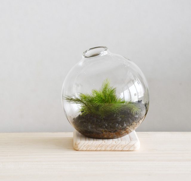 小さなコケの森Sphere