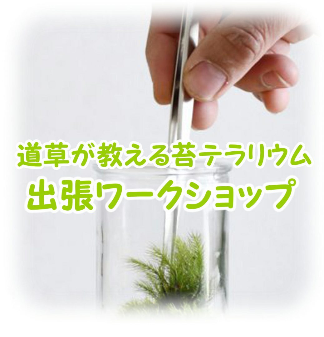道草が教える苔テラリウム出張ワークショップ 苔テラリウム専門サイト 道草michikusa 苔テラリウム 小さなコケの森 コケ商品の企画販売 ワークショップ