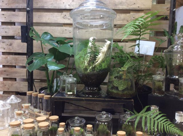 苔テラリウムフェア
