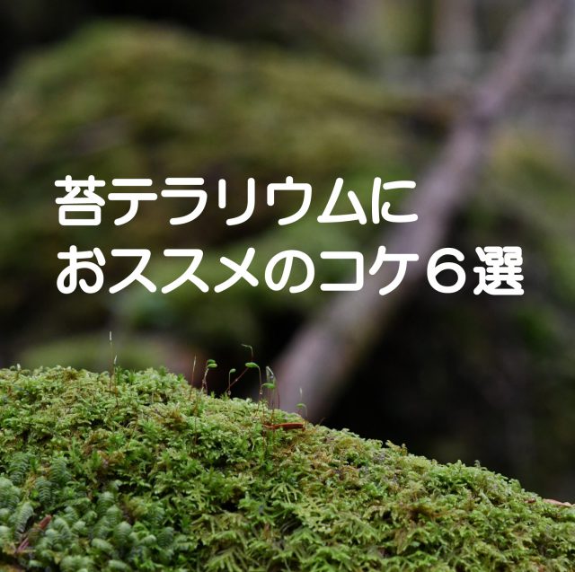 おススメのコケ６選