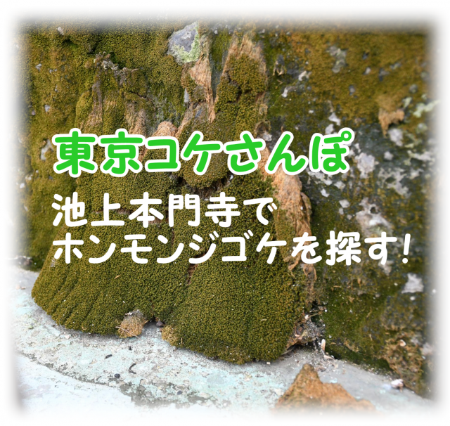 東京コケさんぽ