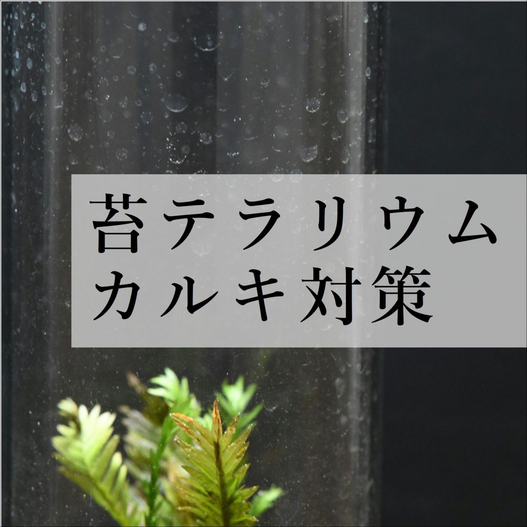 苔テラリウム水垢 カルキ対策まとめ 苔テラリウム専門サイト 道草michikusa 苔テラリウム 小さなコケの森 コケ商品の企画販売 ワークショップ 苔テラリウム水垢 カルキ対策まとめ 苔テラリウム専門サイト 道草michikusa 苔テラリウム 小さなコケの森 コケ商品の企画販売 ワークショップ