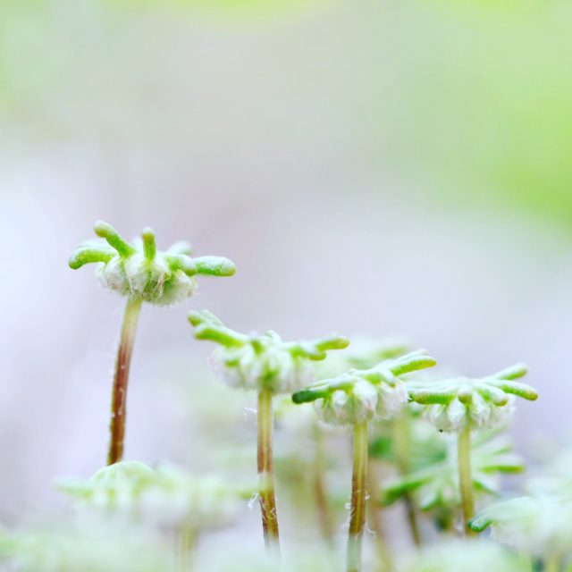 コケの花言葉は 母の愛 母の日の贈り物におすすめ 苔テラリウム専門サイト 道草michikusa 苔テラリウム 小さなコケの森 コケ 商品の企画販売 ワークショップ