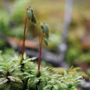 コケの花言葉は 母の愛 母の日の贈り物におすすめ 苔テラリウム専門サイト 道草michikusa 苔テラリウム 小さなコケの森 コケ商品の企画販売 ワークショップ