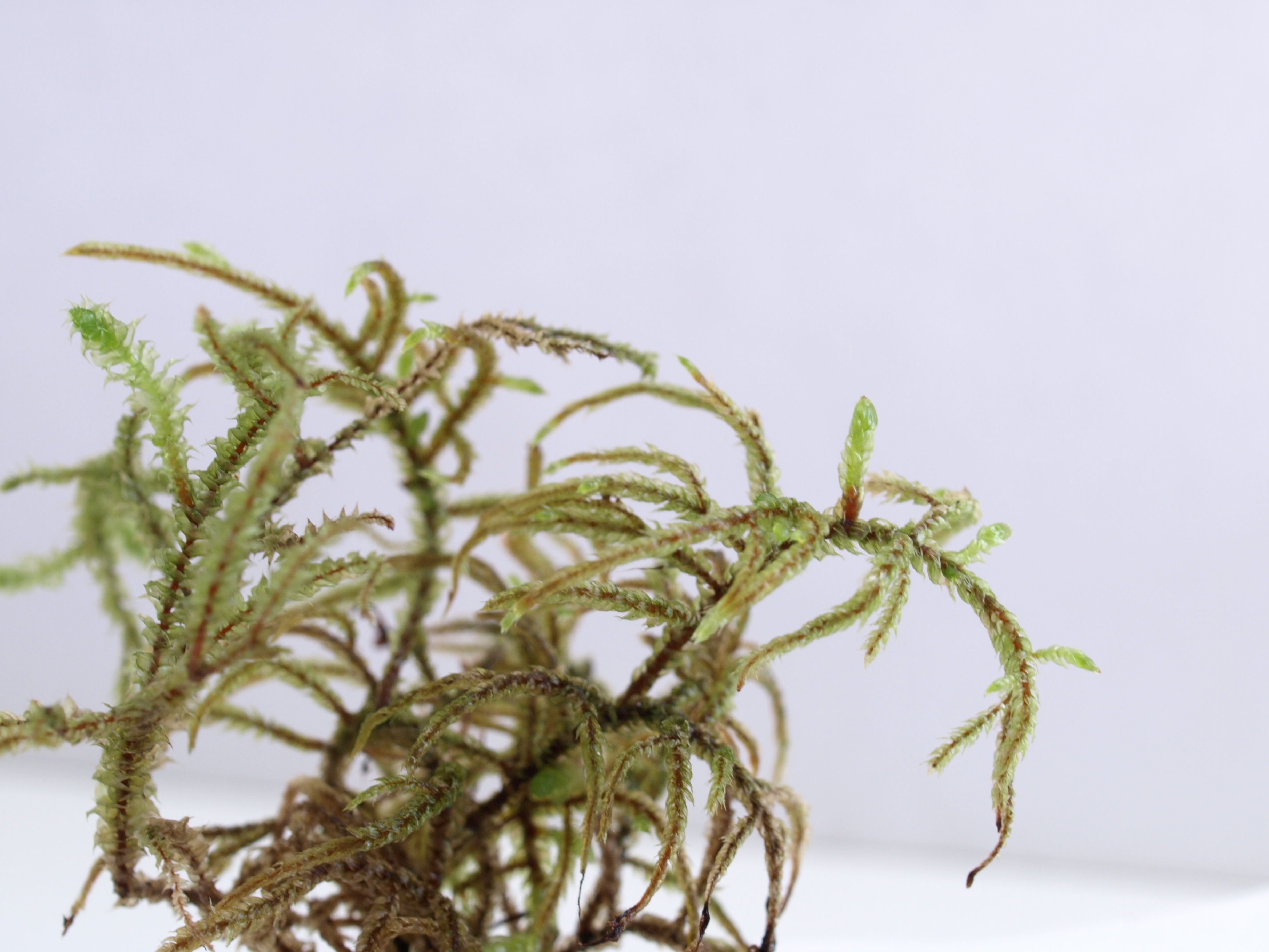 タチハイゴケ | 苔テラリウム専門サイト｜道草michikusa | 苔