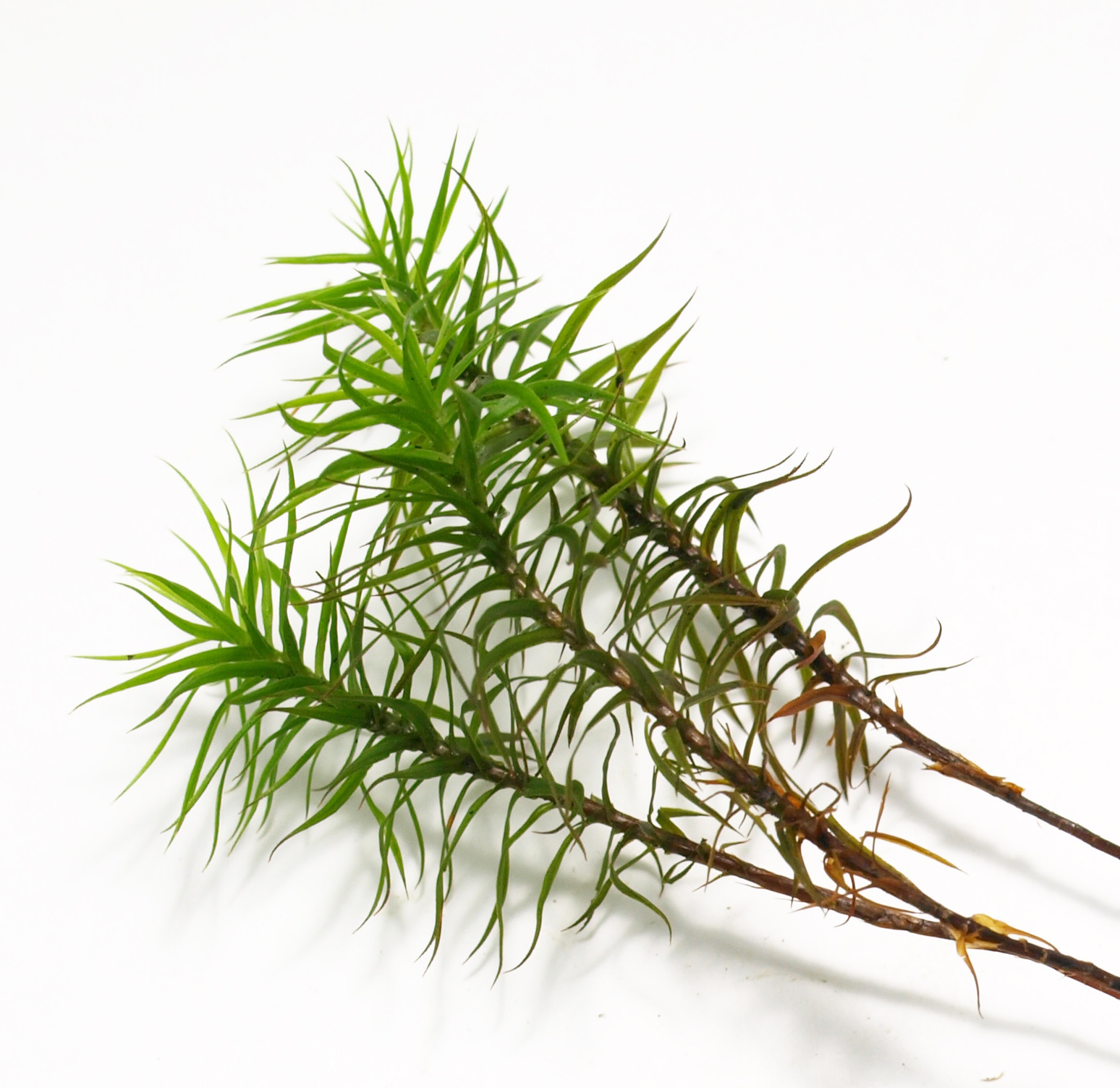 コケコケ ストレッチコードピケショートカーゴ | 製品情報 | CO-COS