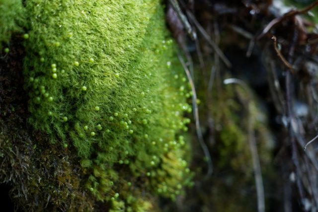 コケの花言葉は 母の愛 母の日の贈り物に苔テラリウムがおすすめ 苔テラリウム専門サイト 道草michikusa 苔テラリウム 小さなコケの森 コケ商品の企画販売 ワークショップ