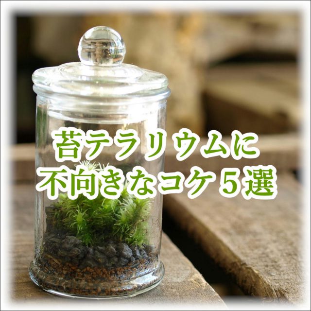苔テラリウム不向き