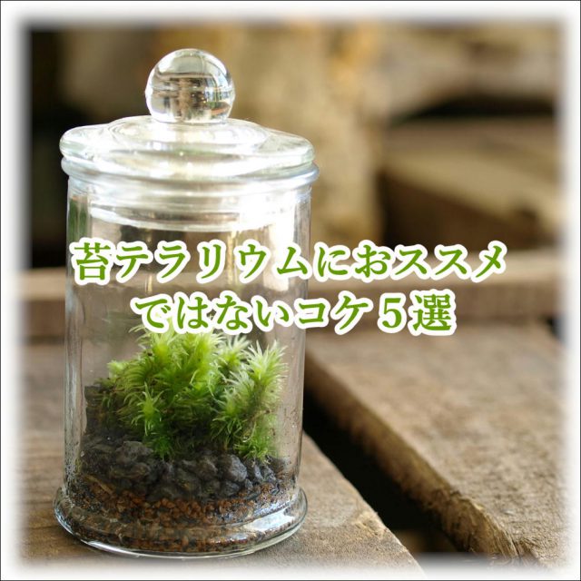 お勧めではないコケ