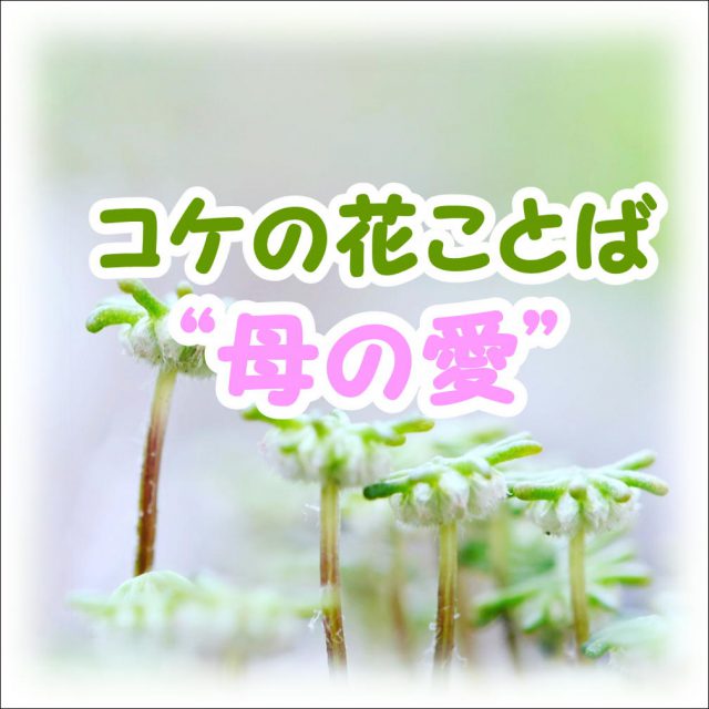コケの花言葉