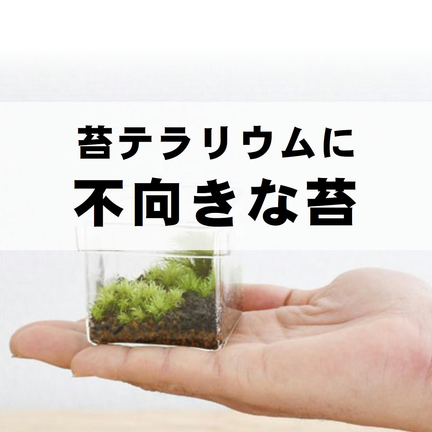 苔テラリウムに不向きなコケ5選 | 苔テラリウム専門サイト｜道草