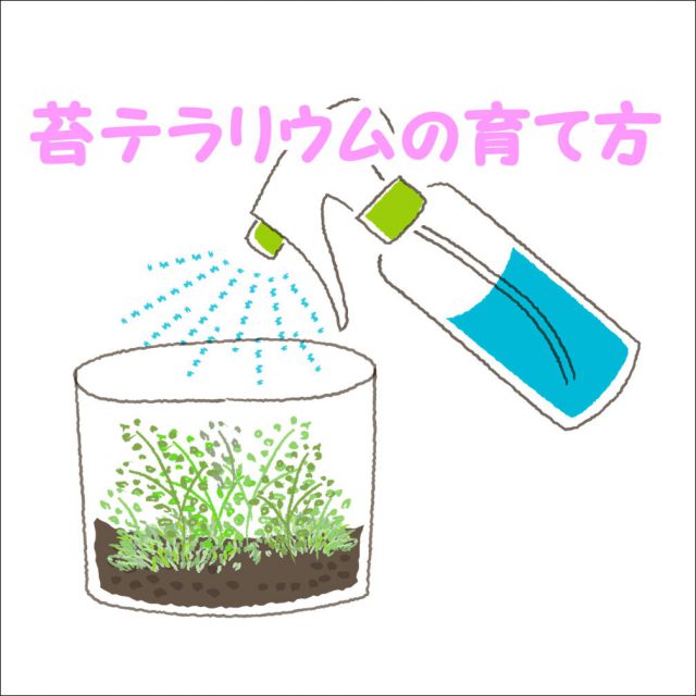 苔テラリウム育て方