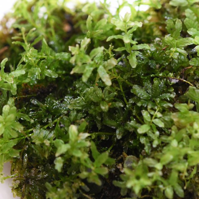 ツルチョウチンゴケ