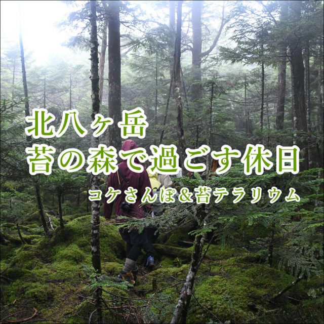 北八ヶ岳苔の森