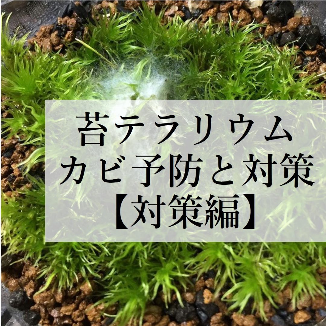 苔テラリウムのカビ予防と対策 対策編 苔テラリウム専門サイト 道草michikusa 苔テラリウム 小さなコケの森 コケ商品の企画販売 ワークショップ