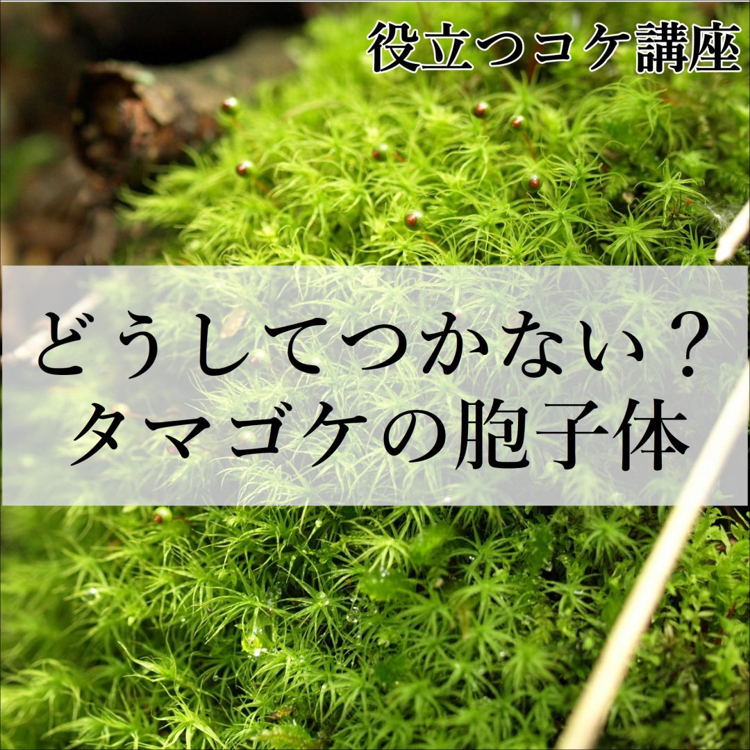 タマゴケの胞子が出てこないのはなぜ テラリウムで楽しむタマゴケの胞子体について 苔テラリウム専門サイト 道草michikusa 苔テラリウム 小さなコケの森 コケ商品の企画販売 ワークショップ