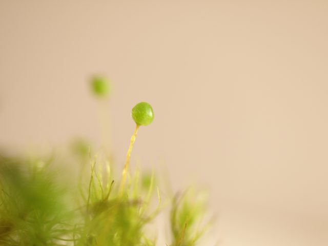 タマゴケの胞子が出てこないのはなぜ テラリウムで楽しむタマゴケの胞子体について 苔テラリウム専門サイト 道草michikusa 苔テラリウム 小さなコケの森 コケ商品の企画販売 ワークショップ