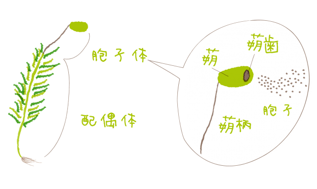 コケの図解