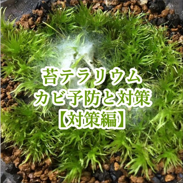 カビ対策