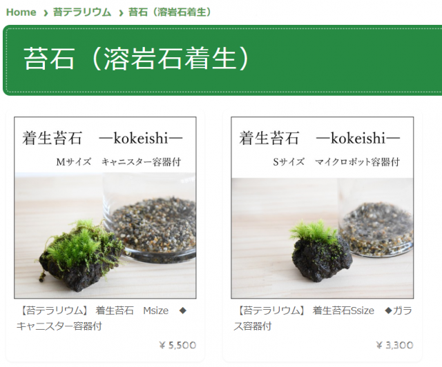 苔を石に着生させる 着生苔石 苔テラリウム専門サイト 道草