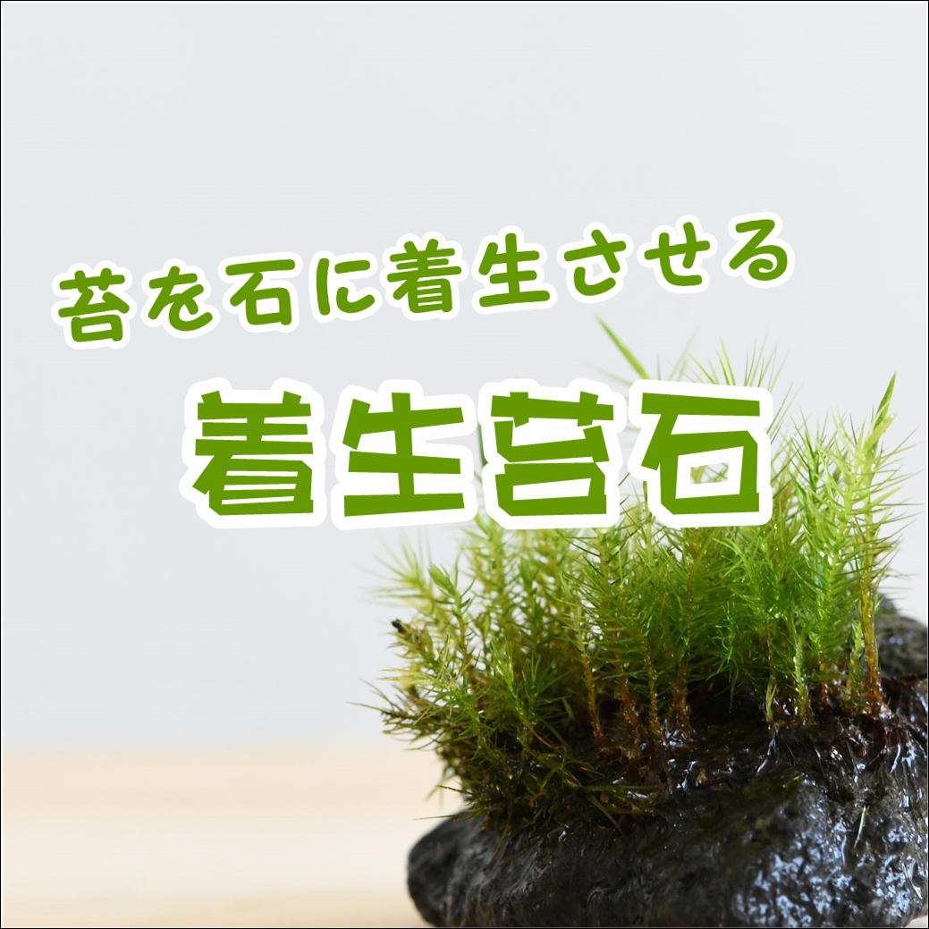 苔を石に着生させる 着生苔石 苔テラリウム専門サイト 道草
