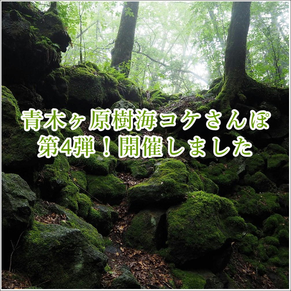 青木ヶ原樹海コケさんぽ第4弾 開催しました 苔テラリウム専門サイト 道草michikusa 苔テラリウム 小さなコケの森 コケ商品の企画販売 ワークショップ