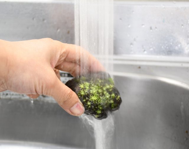 水やり