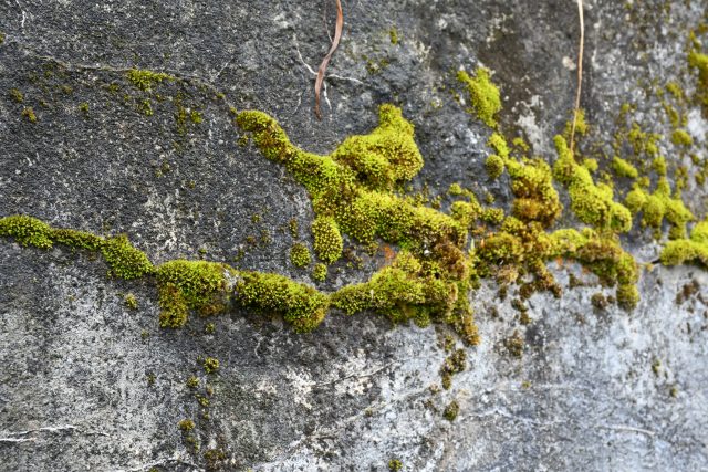 苔むしたコンクリートの壁