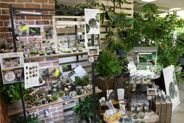 ガーデンアイランド 苔テラリウムフェア 苔テラリウム専門サイト ガーデンアイランド 苔テラリウムフェア 苔テラリウム専門サイト
