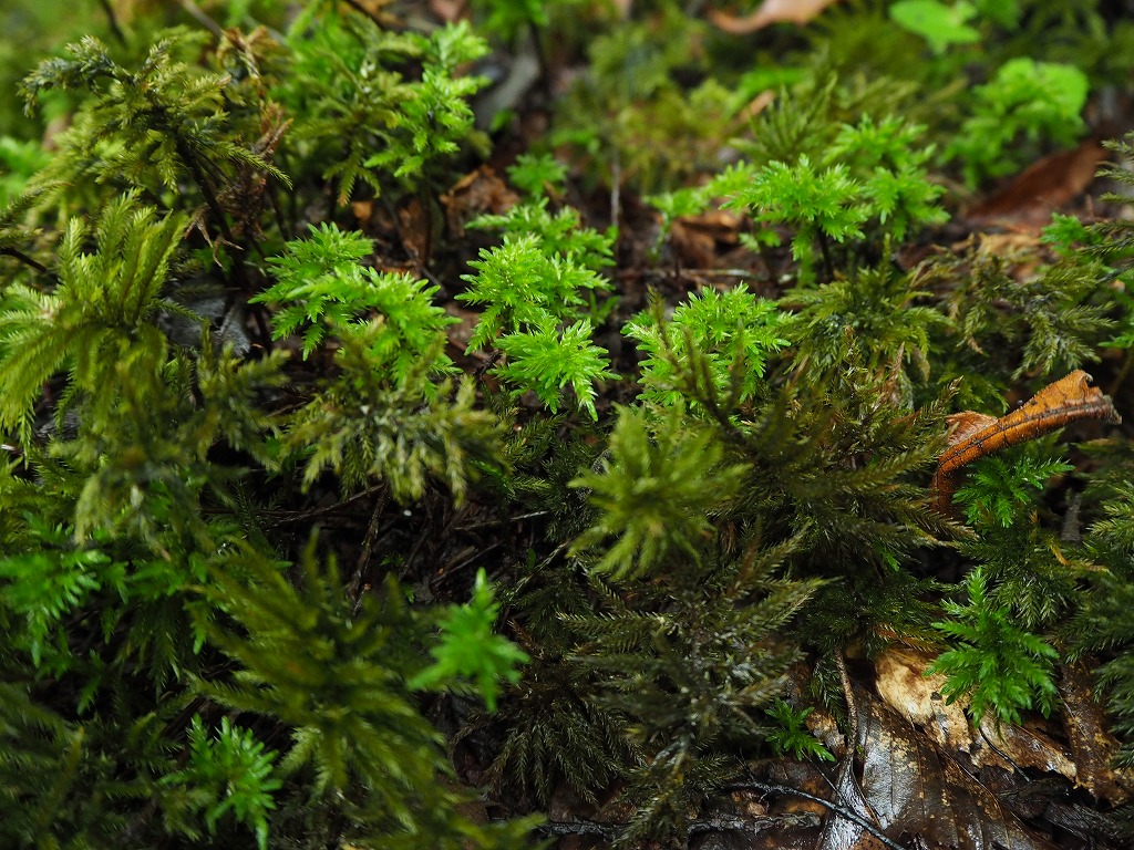 コケ植物