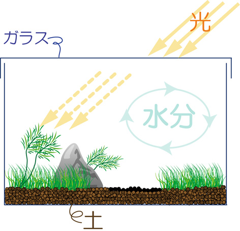 苔テライメージ