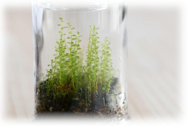 ひょろひょろ伸びてしまった苔の徒長対策 育て方解説 苔テラリウム専門サイト 道草michikusa 苔テラリウム 小さなコケの森 コケ商品の企画販売 ワークショップ