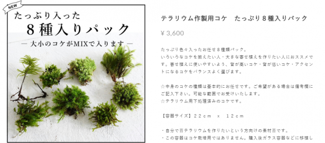 どうして失敗する 自然採取したコケで作る苔テラリウム 苔テラリウム専門サイト 道草michikusa 苔テラリウム 小さなコケの森 コケ商品の企画販売 ワークショップ どうして失敗する 自然採取したコケで作る苔テラリウム 苔テラリウム専門サイト 道草michikusa 苔テラリウム 小さなコケの森 コケ商品の企画販売 ワークショップ
