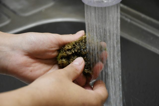 どうして失敗する 自然採取したコケで作る苔テラリウム 苔テラリウム専門サイト 道草michikusa 苔テラリウム 小さなコケの森 コケ 商品の企画販売 ワークショップ